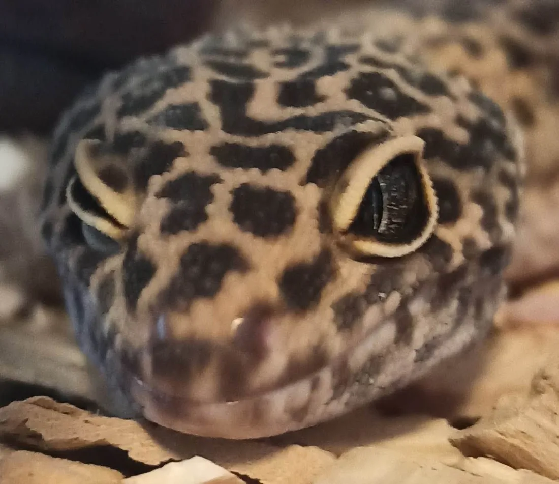 레오파드게코(Eublepharis macularius) 실제 사진